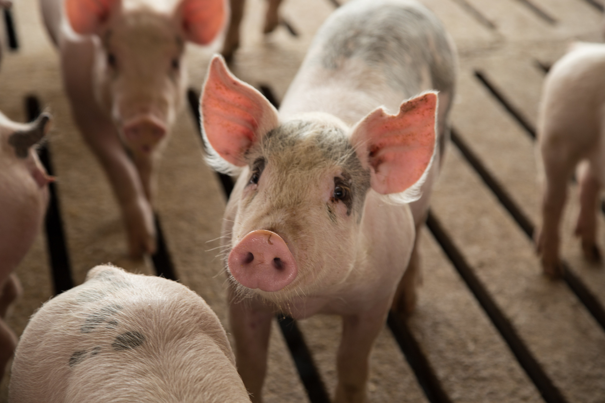 Pork Quality Assurance Advisor Sessions Set for 2023
