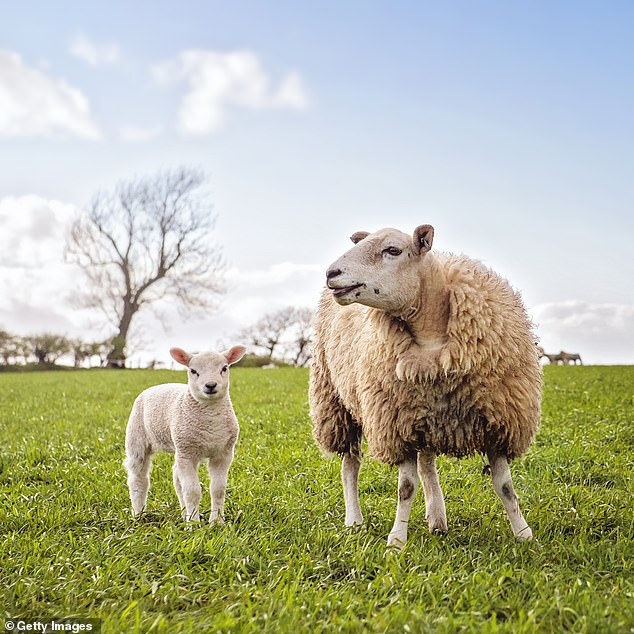 HARMING THE HILLSIDES?Ben Goldsmith says sheep devastate landscapes (stock image)
