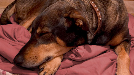 Animals have sleep disorders, too
